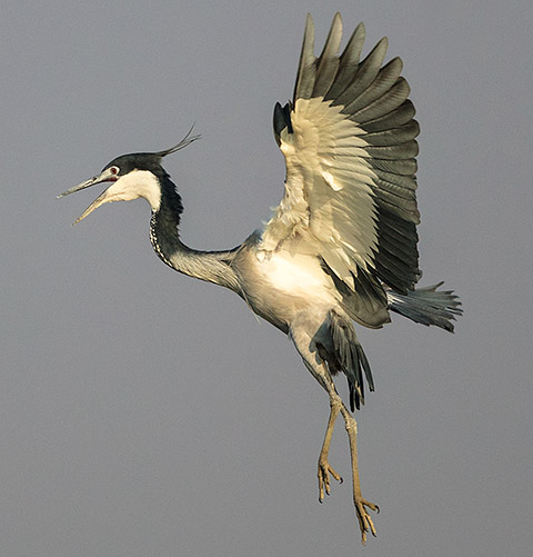 Black-headed Heron in flight